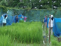 2014 paddy field net4.jpg(38479 byte)